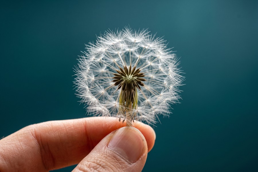 Side-by-side comparison of background removal results from PhotoRoom, Remove.bg, and Adobe Express